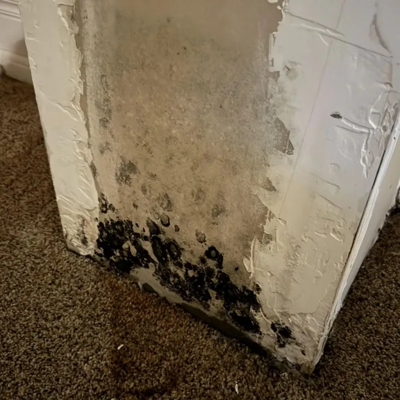 Professional Mold Removal in Kingsford Heights, IN